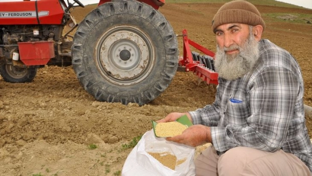 Arguvan'da 500 dekar alana kinoa ekildi