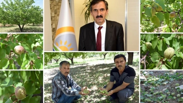 Kayısıyı doludan sonra çil hastalığı da vurdu