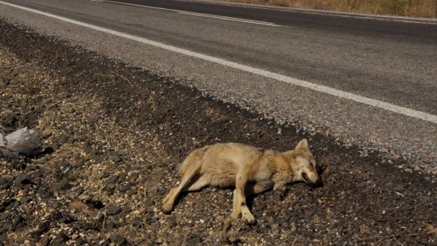 Otomobilin çarptığı kurt telef oldu