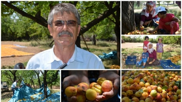 Doludan zarar gören kayısılar ekonomiye kazandırılıyor