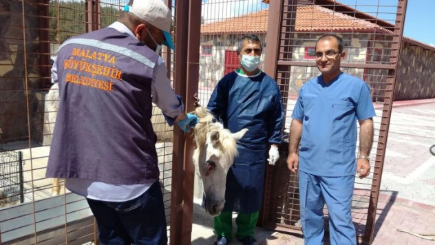 Sahipsiz Ata  Cerrahi Müdahale