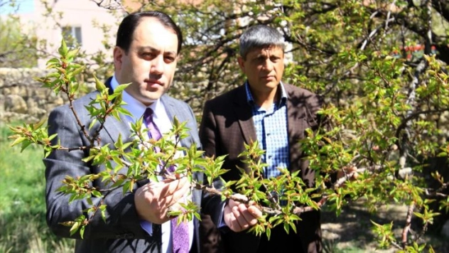 Darende'de yaşanan zirai don