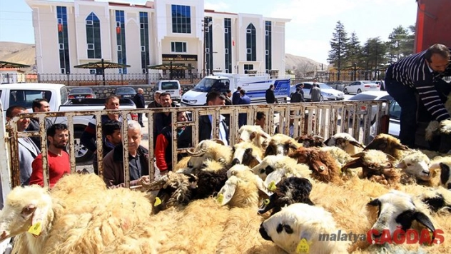 Darendeli çiftçilere hibe koyun desteği