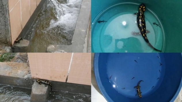 Benekli semender ve yavruları doğaya bırakıldı