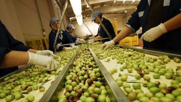 Kaliteli Zeytin Yağı İçin Gerekli İşlemler