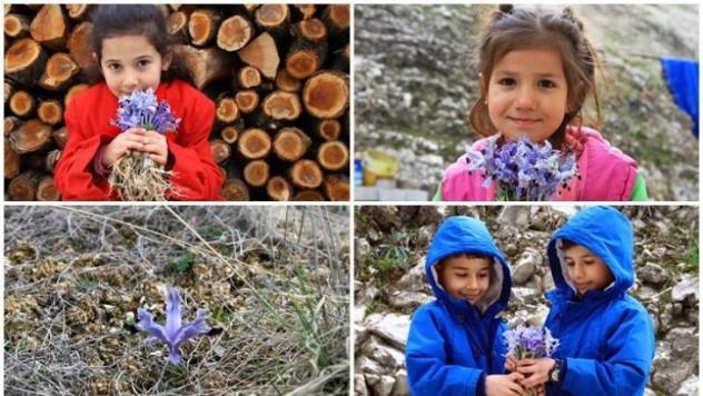Baharın müjdecisi nevruz çiçekleri açtı