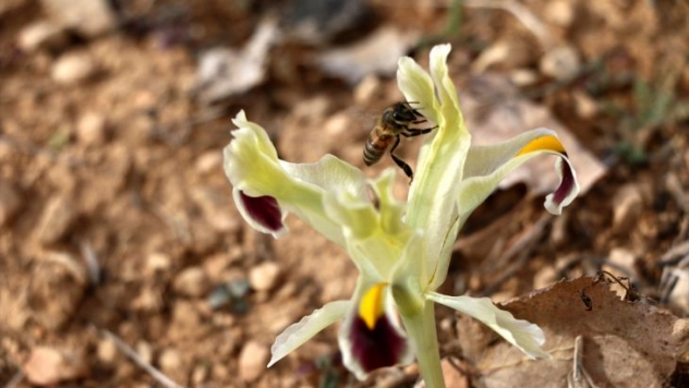Malatya'da nevruz çiçekleri açtı