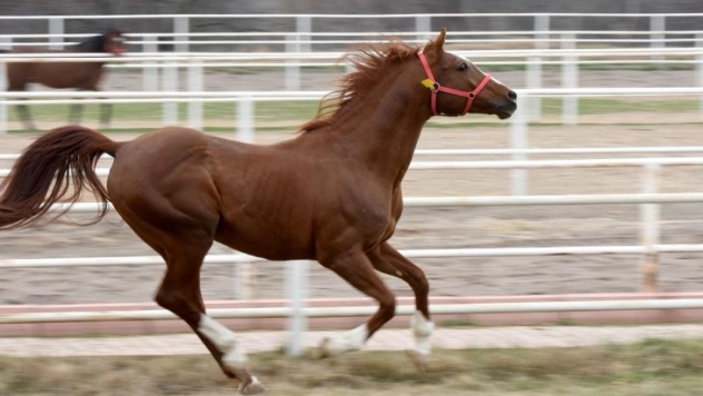 Özgünhan'nın Tayları Yok Satıyor