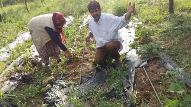 Domuzlar çilek tarlasına zarar verdi 