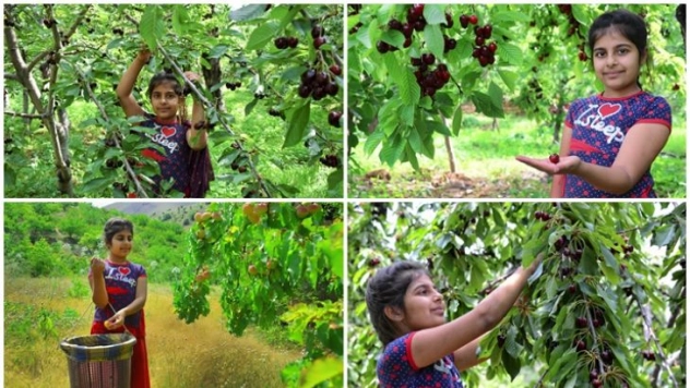 Fotoğraf severler 'Kiraz Bahçelerini' objektiflerine yansıttı