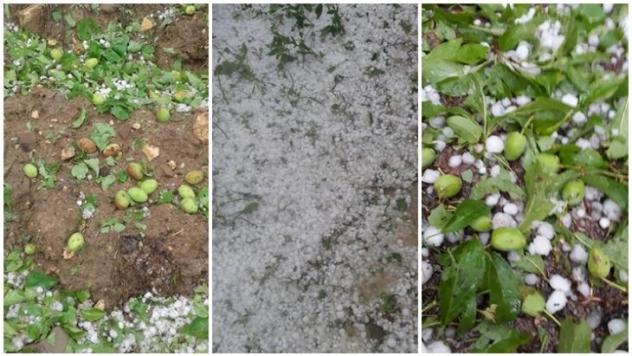 Malatya'da kayısıyı dolu vurdu