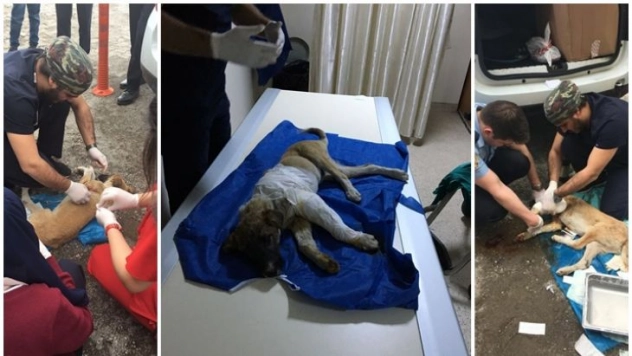 Yaralı köpek hastaneye polis aracıyla yetiştirildi