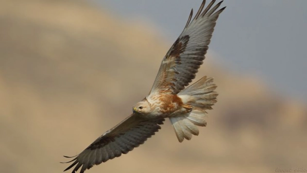 Koruma altındaki kızıl şahini avlayan kadına para cezası