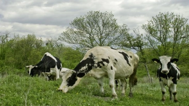 Tarsim'den Hayvancılığa Destek!