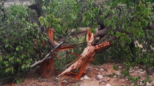 Üzerine yıldırım düşen kayısı ağacı parçalandı