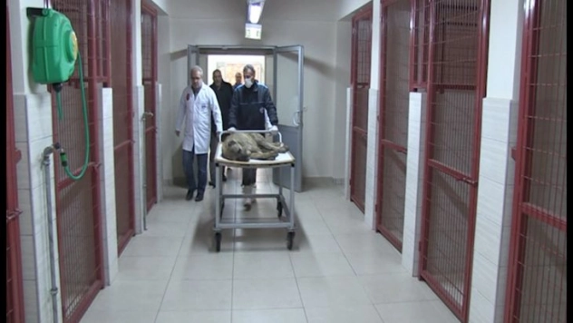 Yaralı köpek tedavi altına alındı