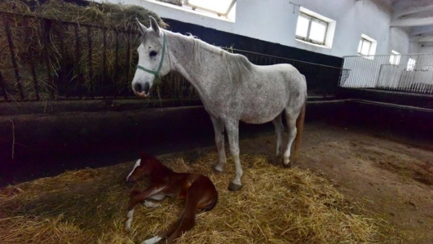 Şampiyon adayı taylar dünyaya gözlerini açıyor
