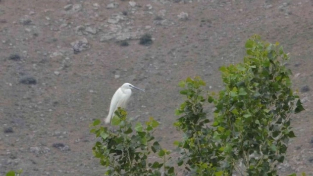 Elbistan'da 'küçük ak balıkçıl' objektiflere takıldı