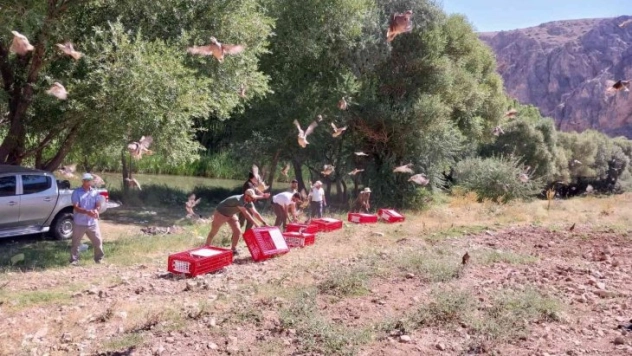 Elbistan'da 525 adet kınalı keklik doğaya salındı