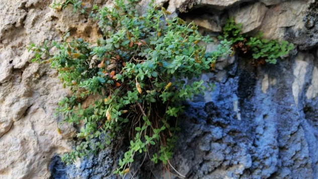 Bilim İnsanları Karşılaştırdı: Malatya Kantaronu Kimyasal İçerikte Fark Yarattı