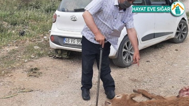 Engerek yılanının soktuğu buzağı telef oldu