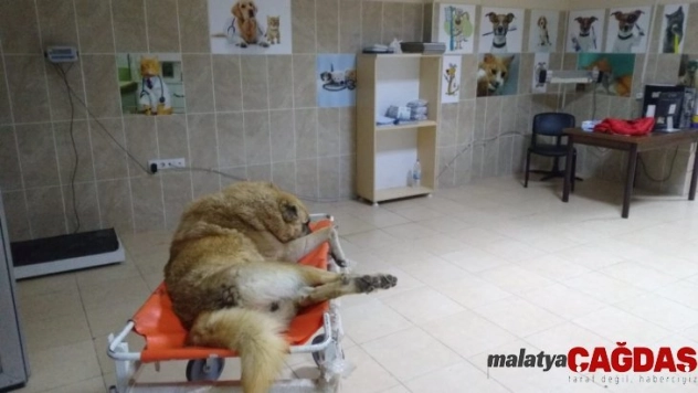 Erciş Belediyesi yaralı köpek için seferber oldu