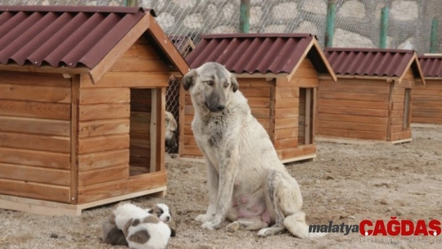 Erciş Belediyesinden sokak hayvanları için barınak