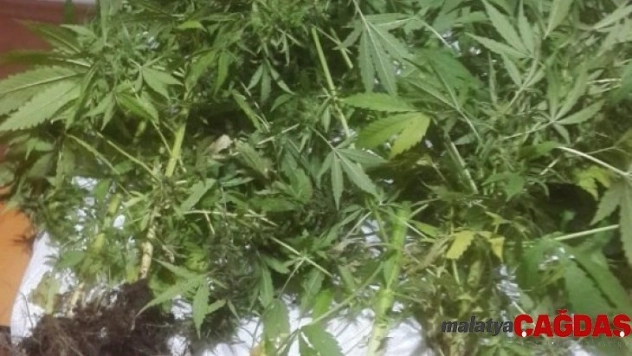 Erdemli'de polis saksılara dikilmiş Hint keneviri ele geçirdi