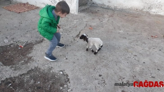 Erken doğan kuzuya bebek gibi bakıyorlar