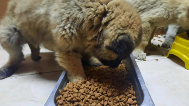 Erzurum'da 5 yıldızlı hayvan bakımevi