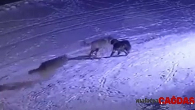 Erzurum'da aç kalan kurtlar köpeği yedi