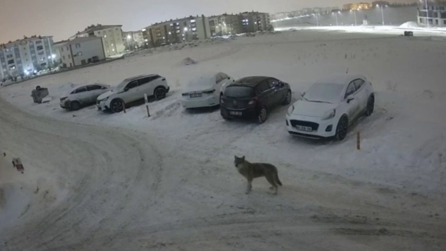 Erzurum'da kurt kent merkezine indi