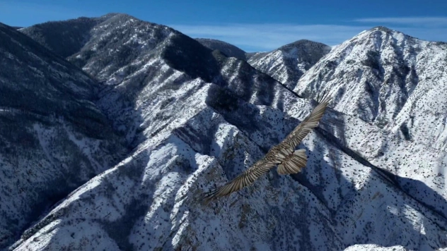 Erzurum'da sakallı akbaba dron ile görüntülendi