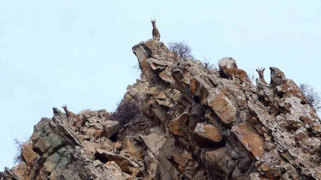 Erzurum'da yaban hayatı fotokapanlara takıldı