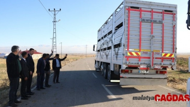 Erzurum'dan Katar'a küçükbaş hayvan ihracatı