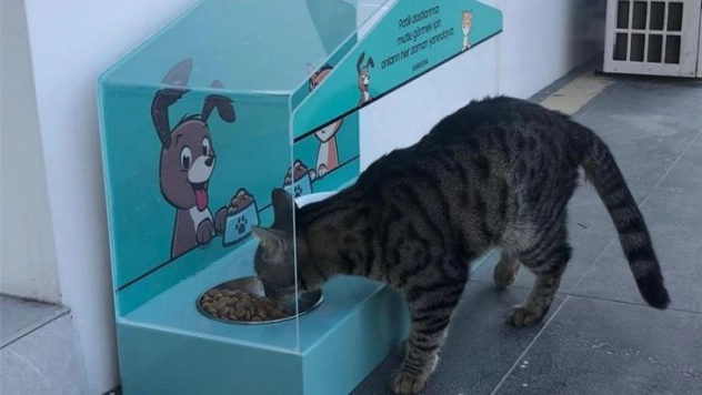 Erzurum sokak hayvanlarının yanında