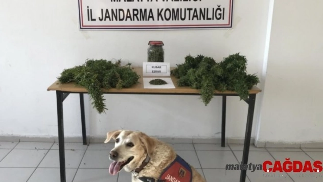 Esrar ve kenevir ele geçirildi