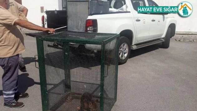 Evcilleştirmek istediği yavru kurt elinden alındı