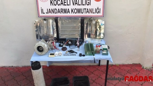 Evinde kenevir yetiştiren şahıs yakalandı