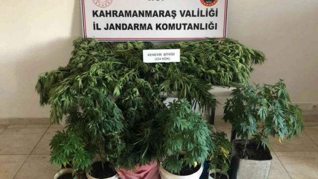 Evlerinde kenevir yetiştirirken yakalandılar
