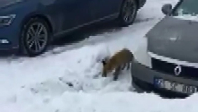 Evlerinin önüne kadar gelen tilkiyi elleriyle beslediler