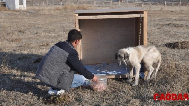 Eziyet edilen 'Şeker' köpek artık kaymakamlık konutunda