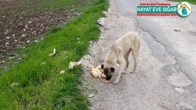 Fahri av müfettişi sokak hayvanlarını unutmadı