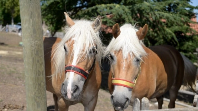 Fayton atları Altındağ'da koruma altında