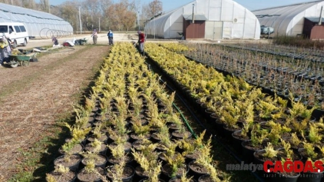 Fidan üretiminde büyük artış