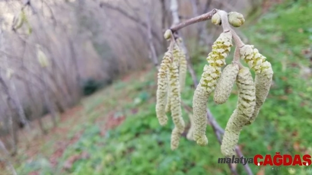 Fındık ağaçları mevsimi şaşırdı