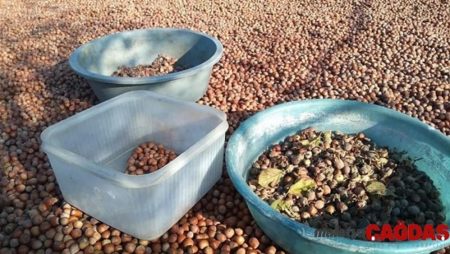 Fındık fiyatları 2 ayda 14 liradan 20 liraya yükseldi