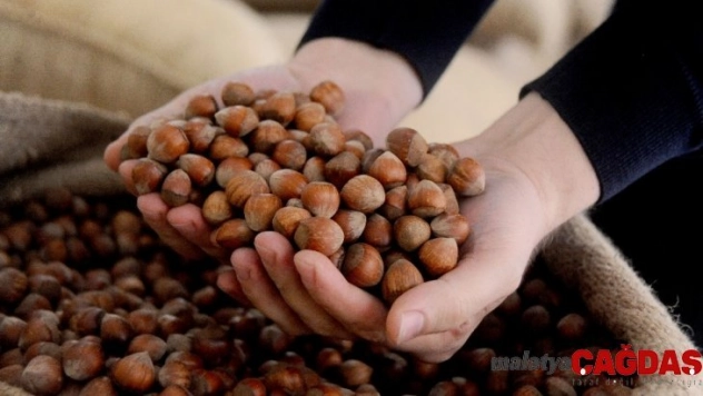 Fındık fiyatları 2020 yılında 20 lirayı gördü