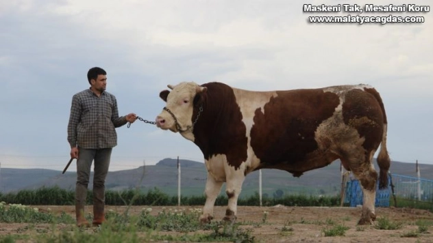 Fiyatıyla dudak uçuklatıyor, görenler gözlerine inanamıyor