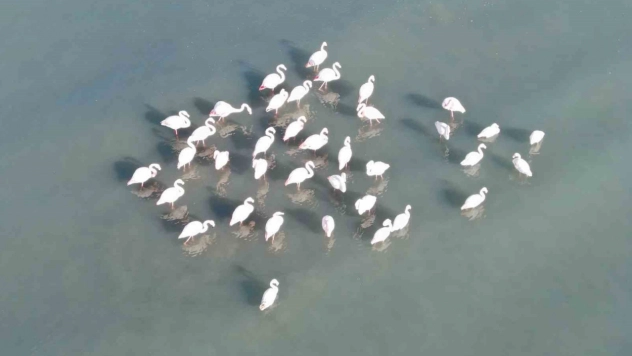 Flamingolar bu yıl da Van'dan göç etmedi